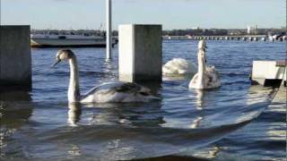 preview picture of video 'Hochwasser am Strelasund 14.01.2012'