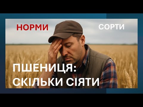 Пшениця: скільки сіяти