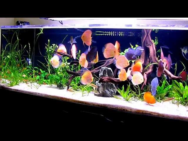 Tuan's 240 Gallons Planted Discus Tank