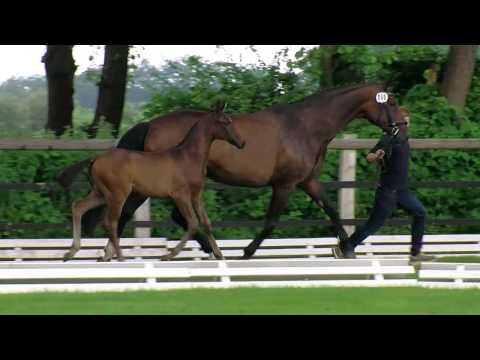 Wüstefeld, Fürstenball-Fabriano-Wonderful
