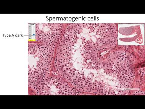 Histology with Chimmalgi: Testis