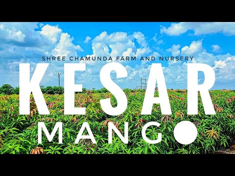 kesar mango plant Nursury Gujrat