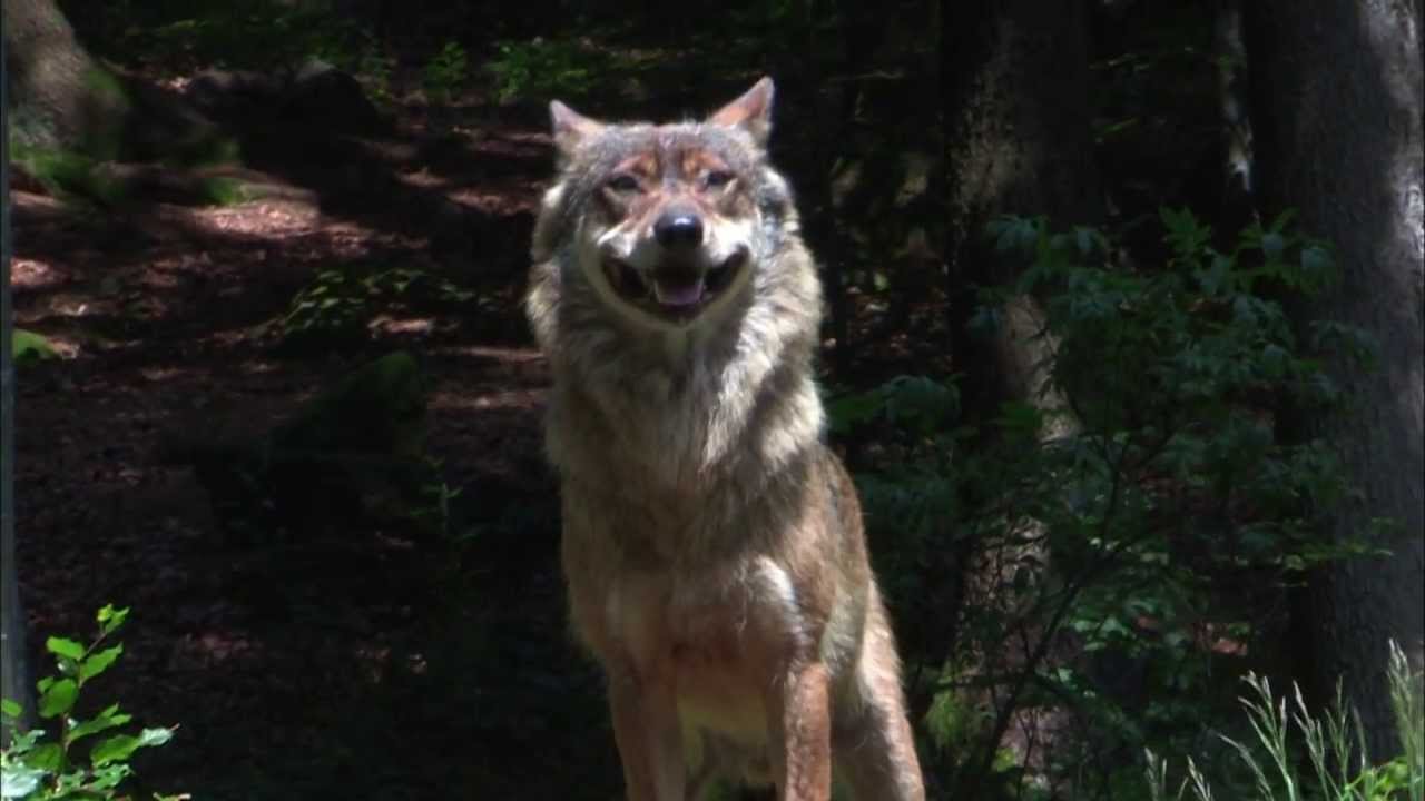 divoČINY (r. Jan Svatoš) - teaser