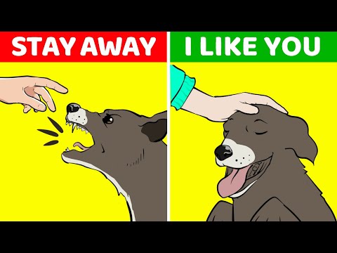 YouTube video about: What a dog shouldn't bark at?