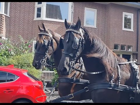 Stal Okkema's pair of geldings- Left Sjoerd & Right Hammelton