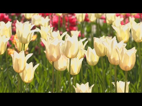 Сезон цветения тюльпанов во Дворце Румянцевых и Паскевичей видео
