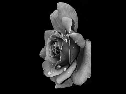 sesame syrup (slowed + reverb) - cigarettes after sex