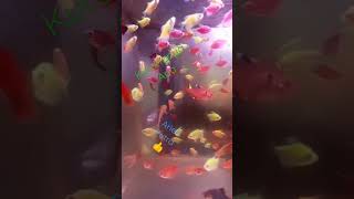 Download lagu Arief putra // kurangnya apa mp3 Download lagu Arief putra // kurangnya apa mp3