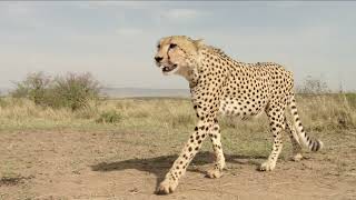 African Cats Special Features 9