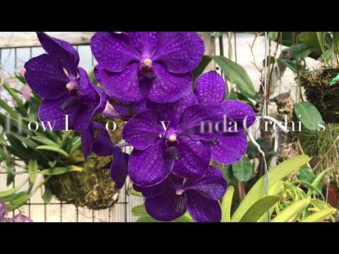 How I grow my Vanda orchids