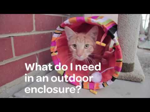 What do cats need to be happy in an outdoor enclosure?