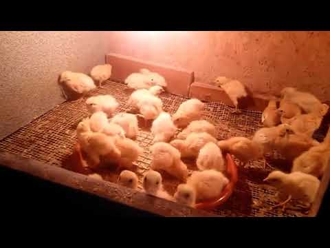 Перепела (с чего начать)