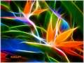 Kellerkind - Birds ( Original Mix ) 