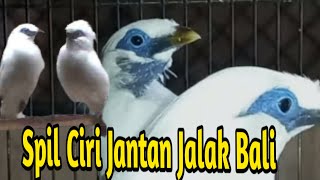 Download lagu SPIL JENIS KELAMIN JALAK BALI SAMBIL KELILING KANDANG - @SukamdiChannel mp3 Download lagu SPIL JENIS KELAMIN JALAK BALI SAMBIL KELILING KANDANG - @SukamdiChannel mp3