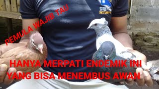 Download lagu 4 jenis merpati endemik / getakan yang mampu terbang tinggi menembus langit mp3 Download lagu 4 jenis merpati endemik / getakan yang mampu terbang tinggi menembus langit mp3