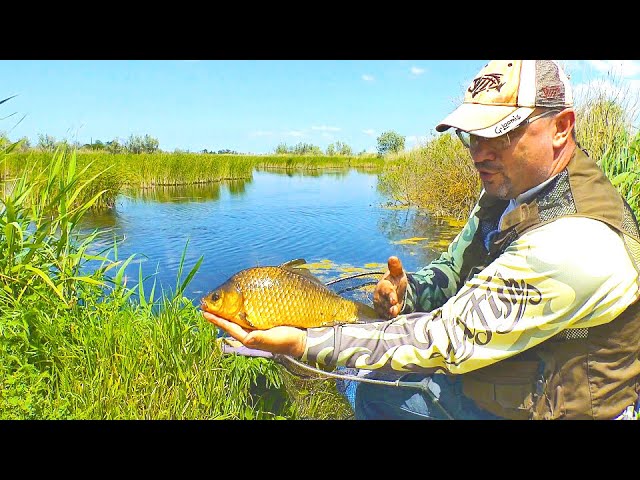 Удочка на карася. Ловля карпа. Фидер на карася в стоячей воде. Когда можно ловить карася весной на удочку. Юг фишинг.