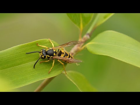 a dipyldiosis és a diphyllobothriasis diagnosztizálása