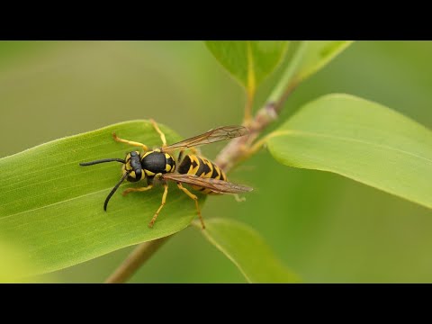 paraziták venus flytrap távolítsa el a fű parazitákat