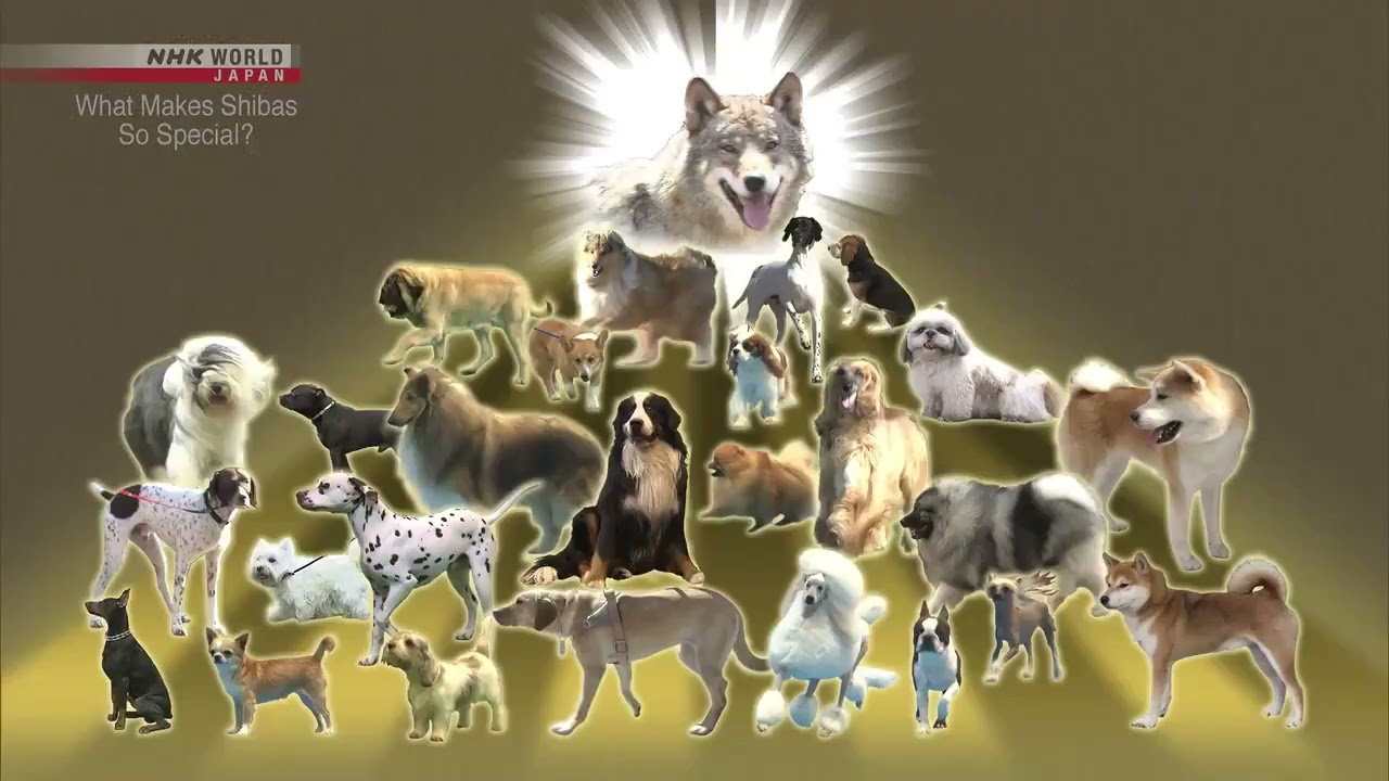 Digging Deep What Makes Shiba Inu Dogs So Special