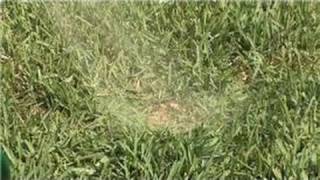 Grass & Lawn Care : Home Remedy for Dog Urine on Lawns