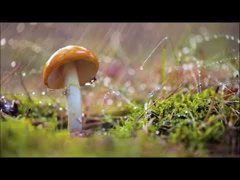 Amanita muscaria, Fly agaric Mushroom In a Sunny forest in the rain
