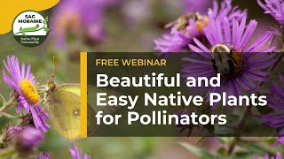 Beautiful and Easy Native Plants for Pollinators