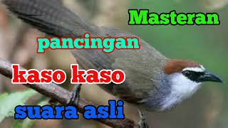 Download lagu SUARA BURUNG KASO KASO UNTUK MASTERAN mp3 Download lagu SUARA BURUNG KASO KASO UNTUK MASTERAN mp3