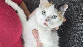 Leigh's Lost and Found Digital Extra: Springfield cat rescue has rare find