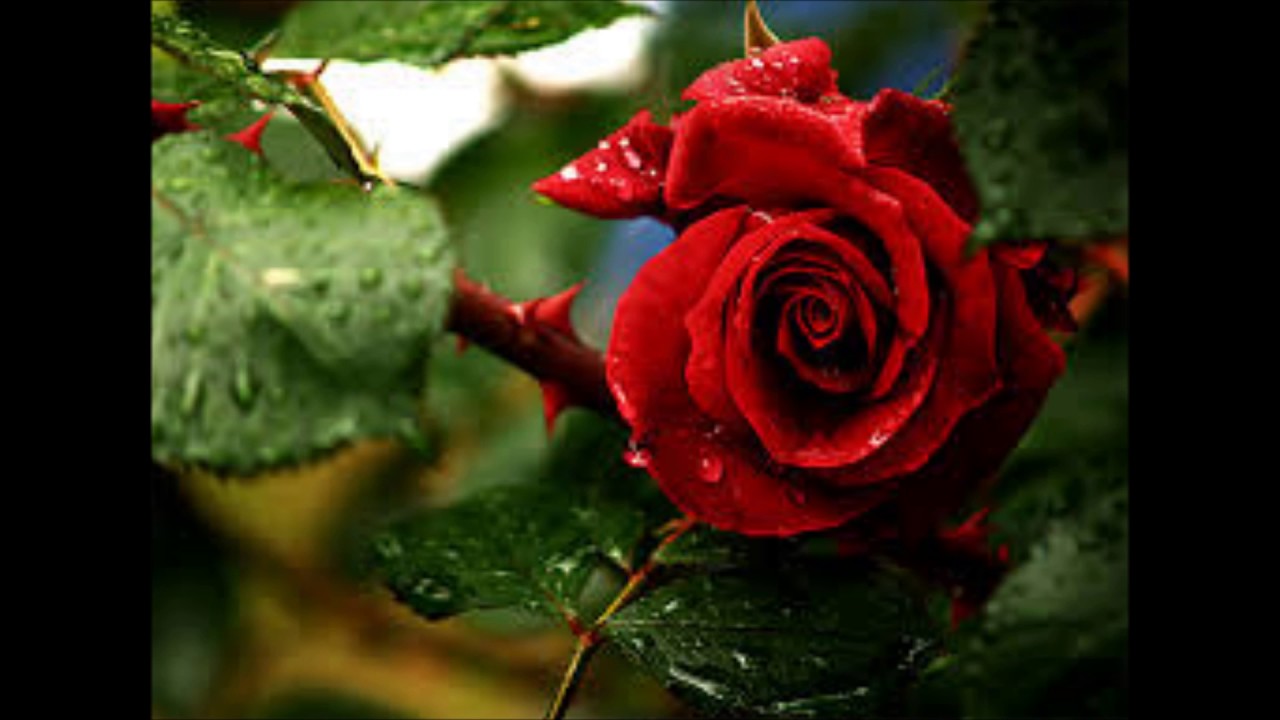 PONTO CIGANA  ROSA VERMELHA - LETRA DE ROSA CIGANA - RITMO E INTERPRETAÇÃO DE CIDA DE IANSÃ