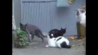 preview picture of video '田代島の猫、朝の集まり　Cat Island (Tashirojima) in Japan'