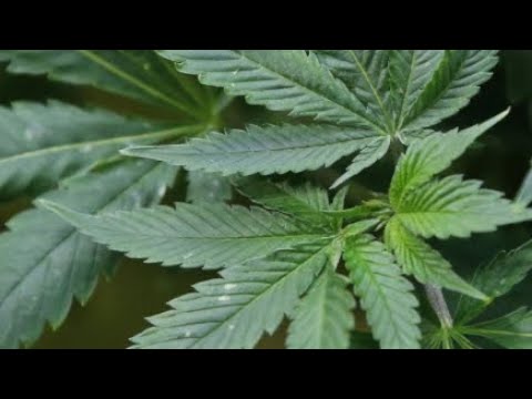 Mexico's Congress Votes To Legalize Marijuana