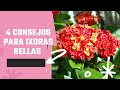 4 CONSEJOS PARA TENER IXORAS BELLAS, Ixora coccinea cuidados