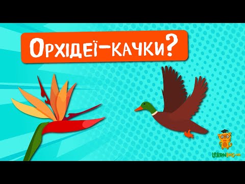 🍀 Дива природи. Явища навколо нас. Орхідеї-качки роду Caleana 🌏