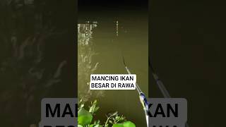 Download lagu Fishing for Big Fish in the Swamp mp3