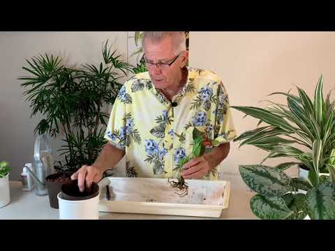 How to Transplant Soil Plants into Hydroponics - The Basics - Part 1 of 2