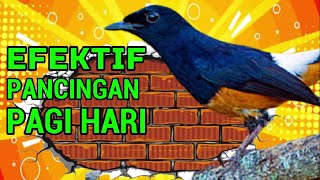 Download lagu EFEKTIF PANCINGAN PAGI HARI❗❗ COBA SEKALI MURAI DIAM LANGSUNG BUNYI❗ mp3 Download lagu EFEKTIF PANCINGAN PAGI HARI❗❗ COBA SEKALI MURAI DIAM LANGSUNG BUNYI❗ mp3