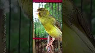 Download lagu pasti nyaut!!! Pancingan Kenari macet Bunyi #birds #animals #canary #funnyanimals mp3 Download lagu pasti nyaut!!! Pancingan Kenari macet Bunyi #birds #animals #canary #funnyanimals mp3