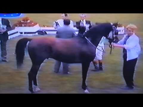 Nagroda Derby - 25.07.1993 - Dziewierz  (Wermut - Dzierlatka)