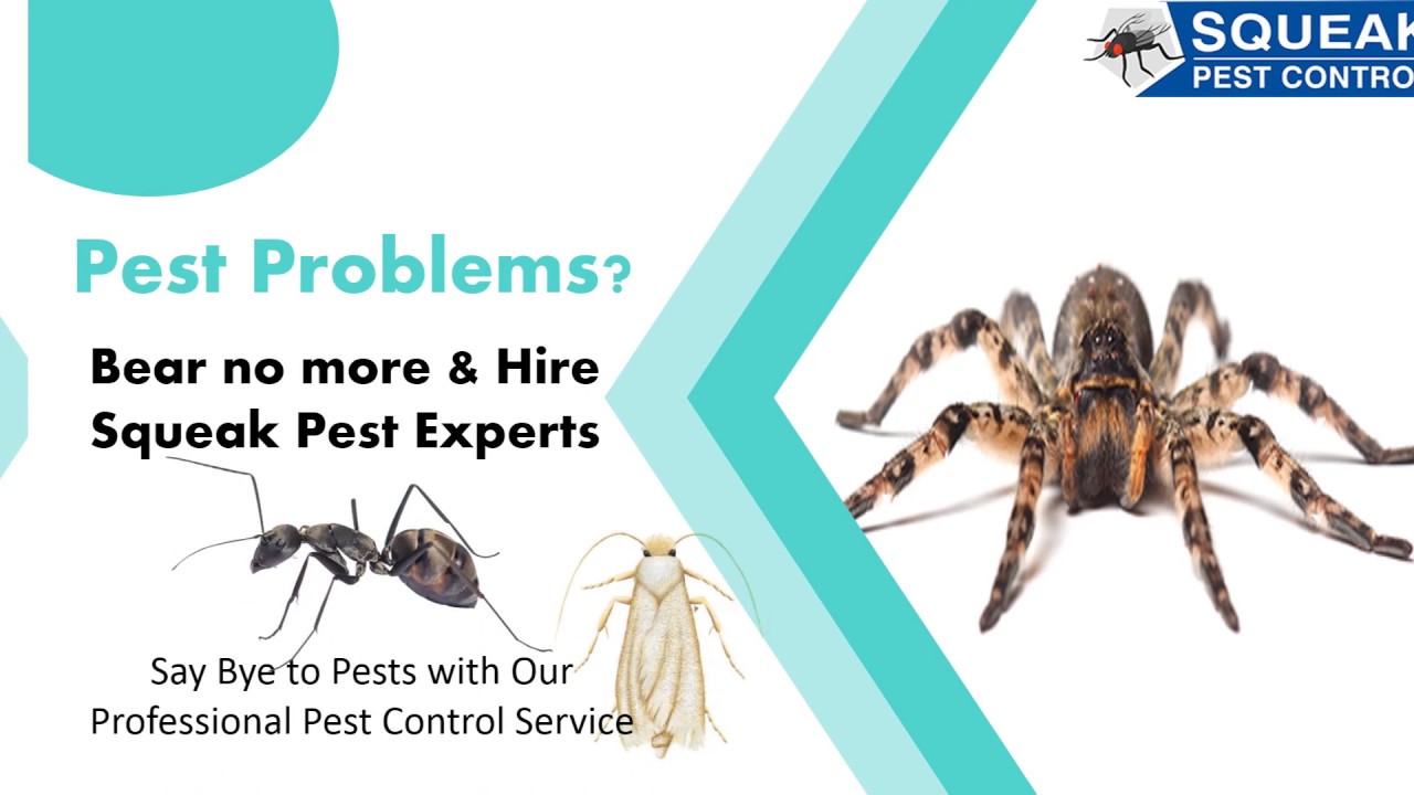 Company video PEST CONTROL ADELAIDE