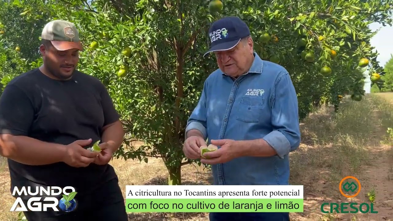Citricultura com foco no cultivo de laranja e limão