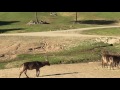 San Diego Wild Animal Park Tram
