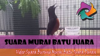 Download lagu VIDEO SUARA KICAU BURUNG MURAI BATU JUARA DURASI PANJANG mp3 Download lagu VIDEO SUARA KICAU BURUNG MURAI BATU JUARA DURASI PANJANG mp3