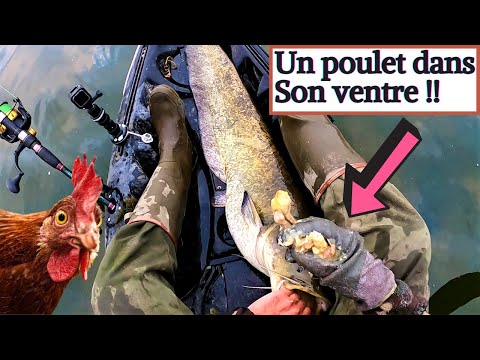 UN POULET DANS LE VENTRE DE CE SILURE ??