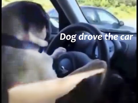 Funny | best Funny Dog and Cat no 09