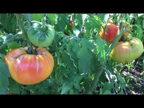 Våra tomater 2018 del1/4