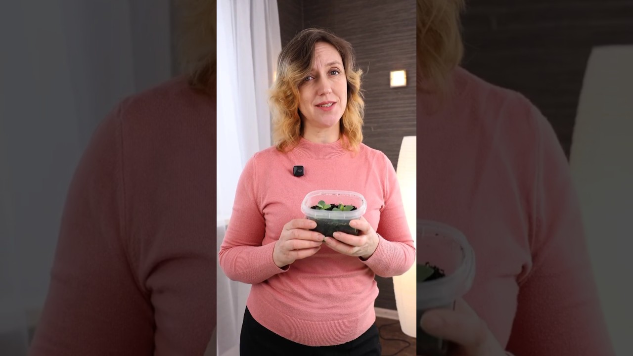 Эустома мигом тронется в рост и начнет закладывать бутоны, если сделать так! Пикировка эустомы