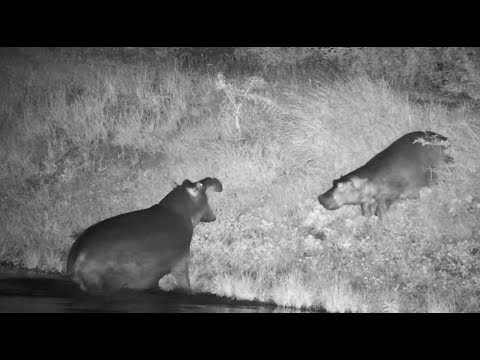 Hippo Duncan is bullied until Dewey returns - turn on the sound! 12/31/25