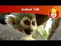 Animal Talk The World Of The Monkey Cartoon For Children Luli TV