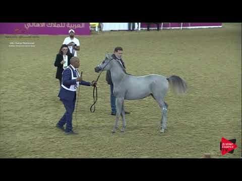 N.85 THAFER AL WAAB - 2019 Qatar Nat. Peninsula show - Yearling Colts (Class 4A) .mp4