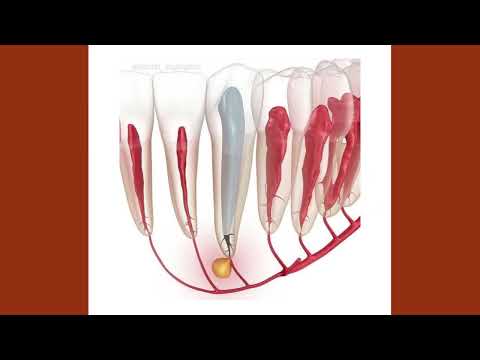 Logo of Complete Guide to the Biological Dentistry Procedure in Tijuana, Mexico